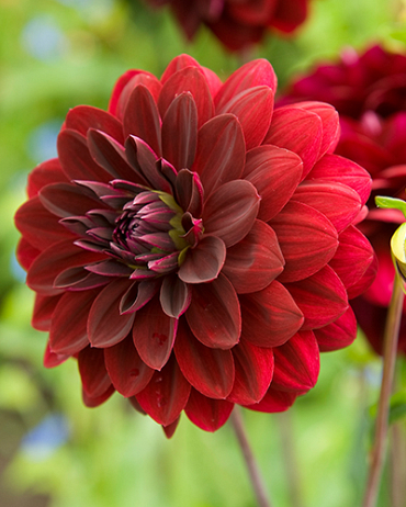 X 1 DAHLIA ARABIAN NIGHT I