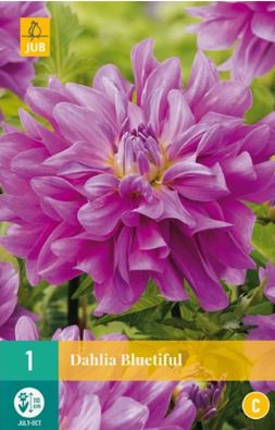 X 1 DAHLIA BLUETIFUL I
