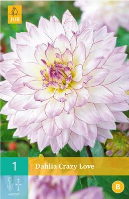 X 1 DAHLIA CRAZY LOVE I