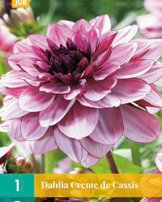 X 1 DAHLIA CREME DE CASSIS I