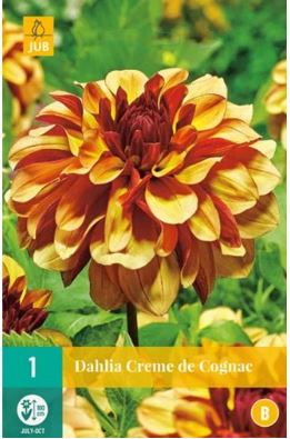 X 1 DAHLIA CREME DE COGNAC I