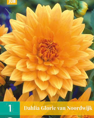 X 1 DAHLIA GLORIE VAN NOORDWIJK I