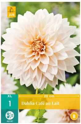 X 1 DAHLIA CAFE AU LAIT I