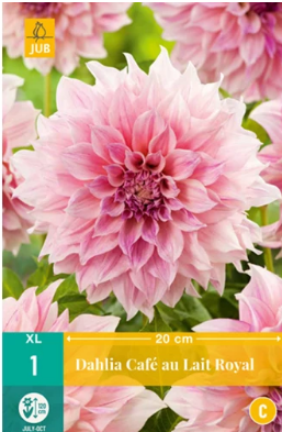 X 1 DAHLIA CAFE AU LAIT ROYAL