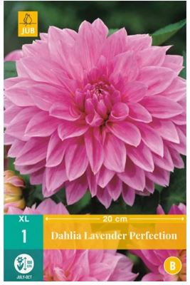 X 1 DAHLIA LAVENDER PERFECTION I