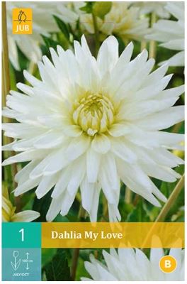 X 1 DAHLIA MY LOVE I