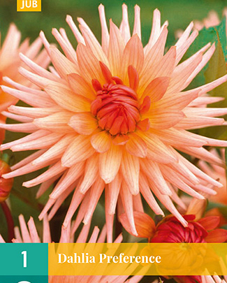 X 1 DAHLIA PREFERENCE I