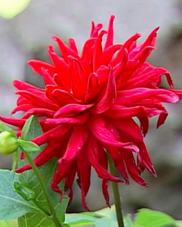 X 1 DAHLIA RED PIGMY I