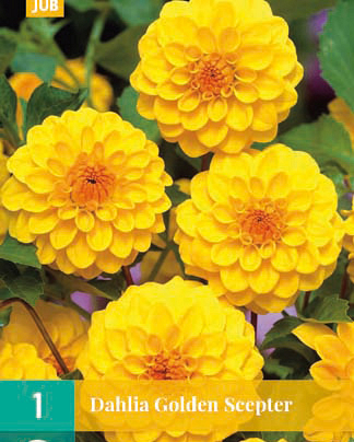 X 1 DAHLIA GOLDEN SCEPTER I