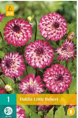 X 1 DAHLIA LITTLE ROBERT