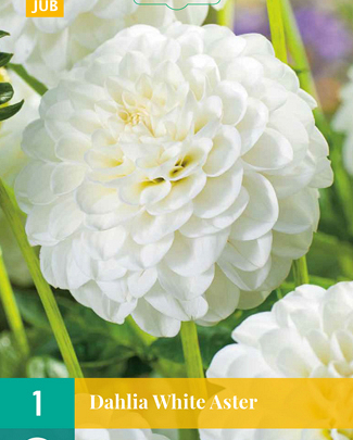 X 1 DAHLIA WHITE ASTER I