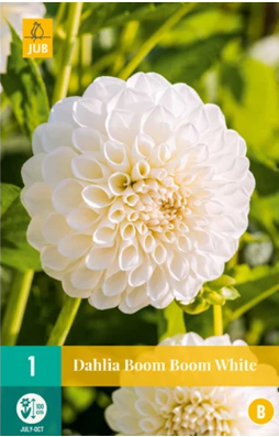 X 1 DAHLIA BOOM BOOM WHITE