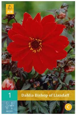 X 1 DAHLIA BISHOP OF LLANDAFF I
