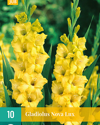 X 10 GLADIOLUS NOVA LUX 12/14