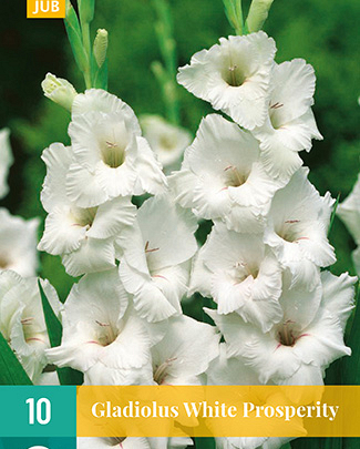 X 10 GLADIOLUS WHITE PROSPERITY 12/14