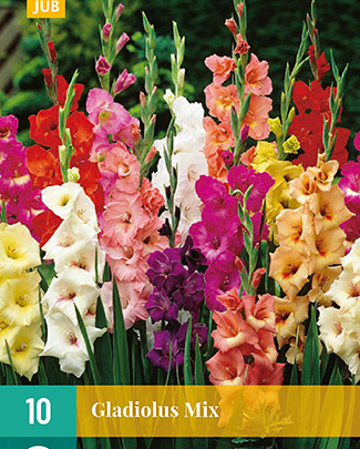 X 10 GLADIOLUS MIX 12/14