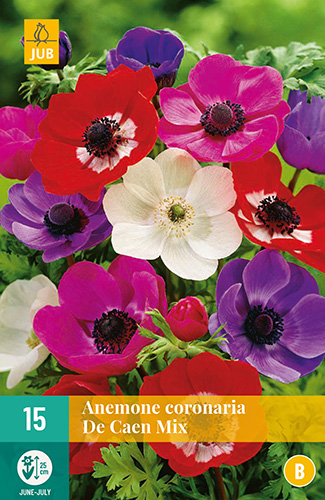 X 15 ANEMONE CORONARIA DE CAEN MIX  VJ 5/6