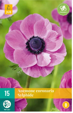 X 15 ANEMONE CORONARIA SYLPHIDE