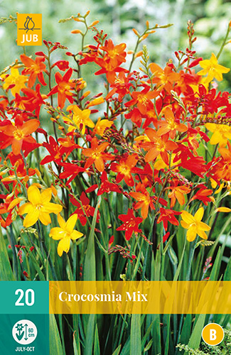 X 20 CROCOSMIA MIX 6/7