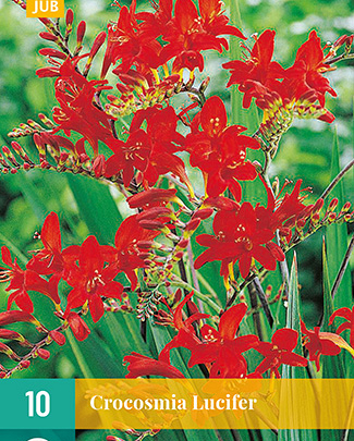 X 10 CROCOSMIA LUCIFER 10/+