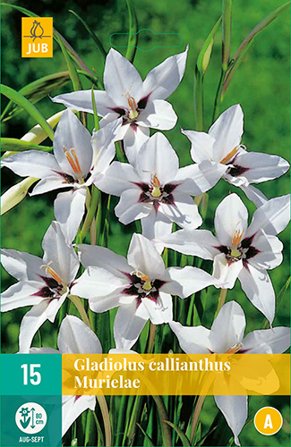 X 15 GLADIOLUS CALLIANTHUS MURIELAE 8/10