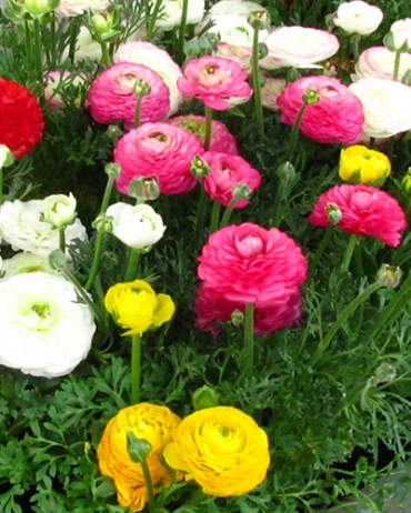 X 10 RANUNCULUS MIX VJ 6/7