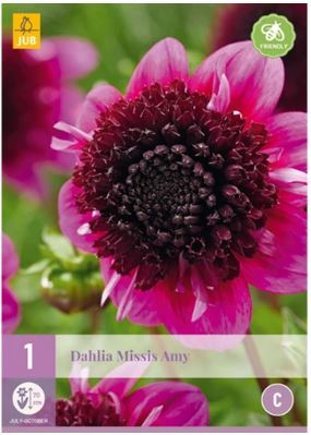 X 1 DAHLIA MISSIS AMY I