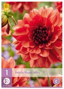 X 1 DAHLIA MISSIS MILEY I