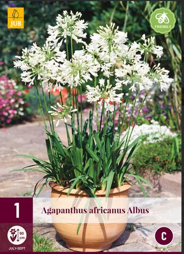 X 1 AGAPANTHUS AFRICANUS ALBUS 1/2