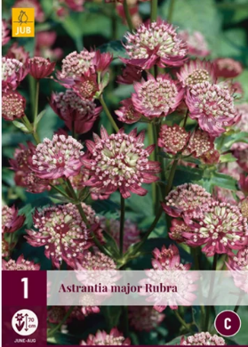 X 1 ASTRANTIA MAJOR RUBRA