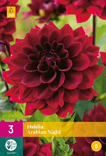 DAHLIA