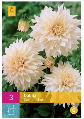 X 3 DAHLIA CAFE AU LAIT I