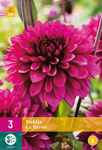 X 3 DAHLIA LE BARON I