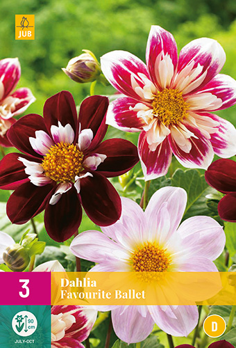 X 3 DAHLIA FAVOURITE BALLET I