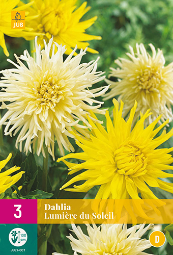 X 3 DAHLIA LUMIERE DU SOLEIL I