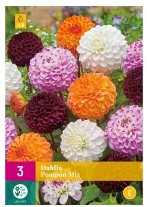 X 3 DAHLIA POMPON MIX I