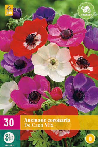 X 30 ANEMONE DE CAEN MIX 5/6