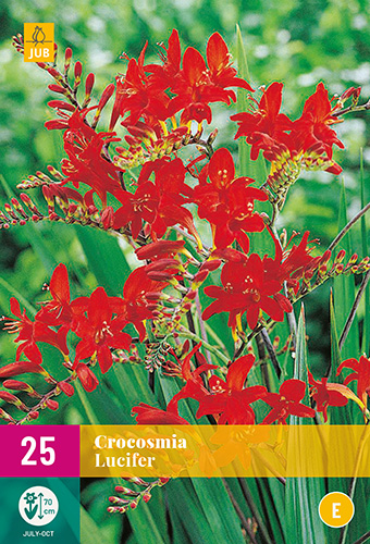 X 25 CROCOSMIA LUCIFER 8/10