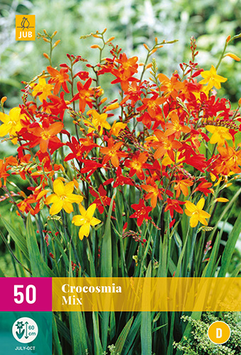 X 50 CROCOSMIA MIX 6/7