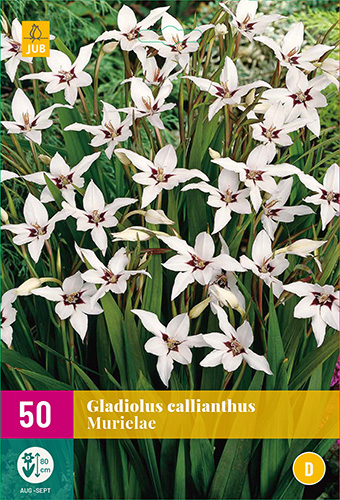 X 50 GLADIOLUS CALLIANTHUS MURIELAE 6/8