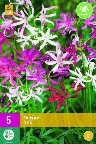 X 5 NERINE MIX 12/+