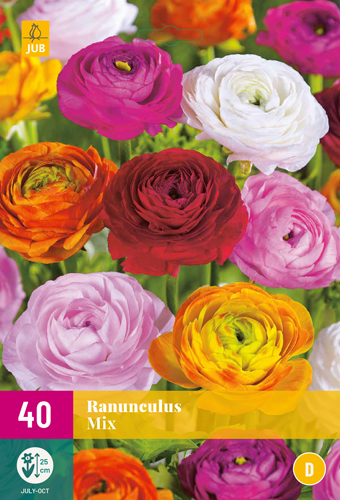 X 40 RANUNCULUS MIX (VJ) 5/6