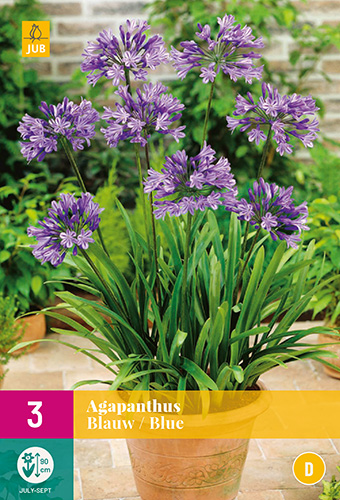 X 3 AGAPANTHUS BLAUW 1/2