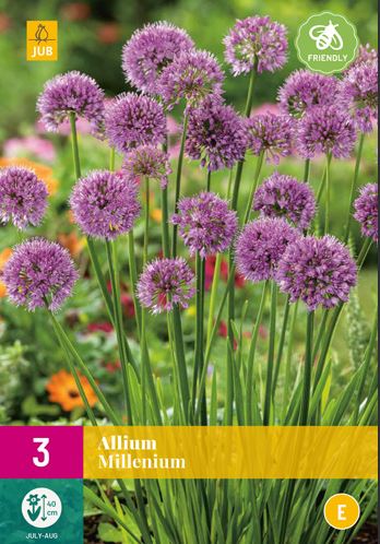 ALLIUM