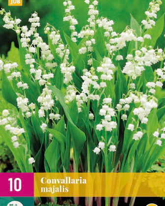 X 10 CONVALLARIA MAJALIS plg.