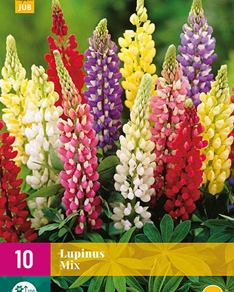 LUPINE