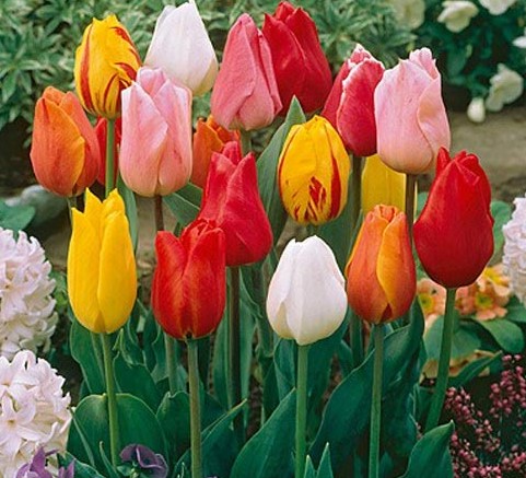 X 10 TULIPA TRIUMPH MIX 11/12