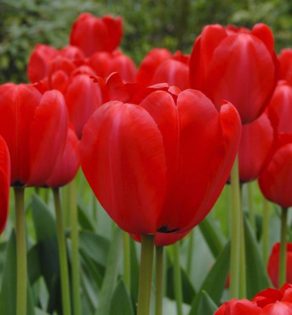 X 10 TULIPA RED IMPRESSION 11/12