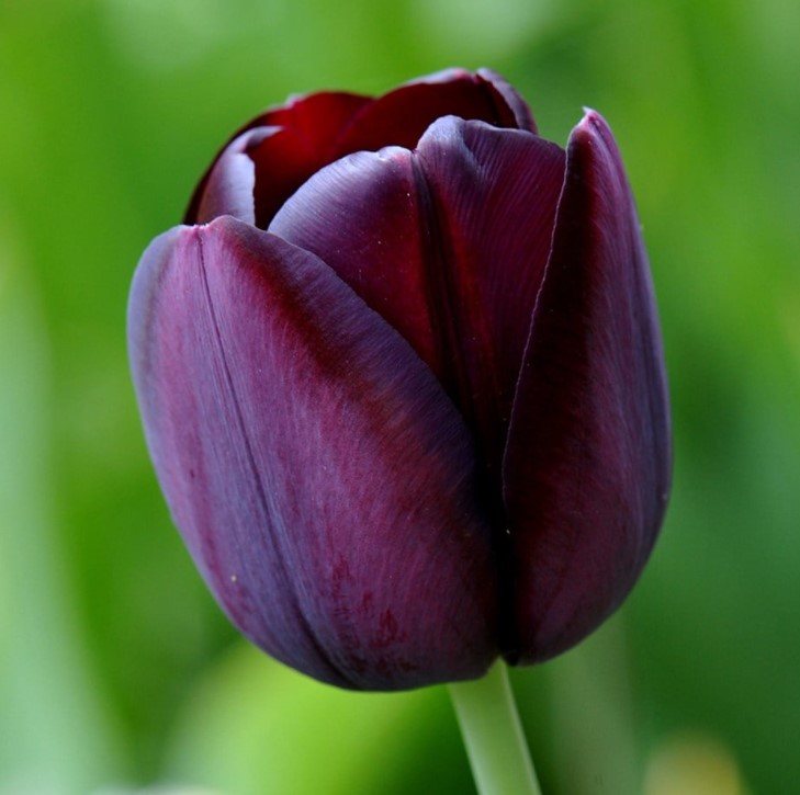 X 10 TULIPA QUEEN OF NIGHT 11/12