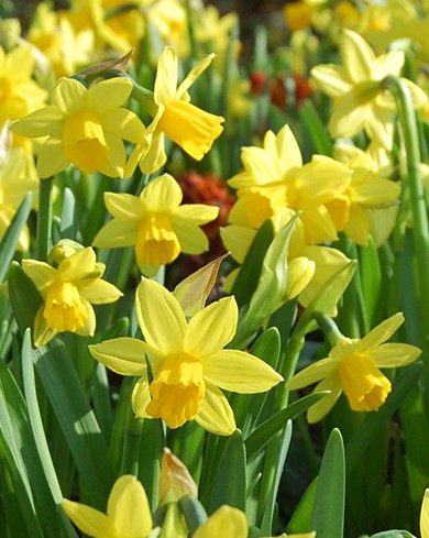 X   5 NARCISSUS TETE-A-TETE 11/12